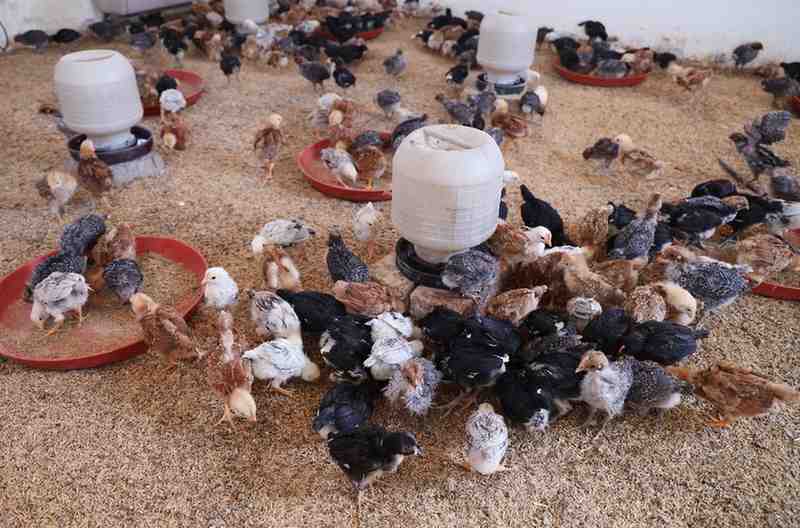 Poultry Litter