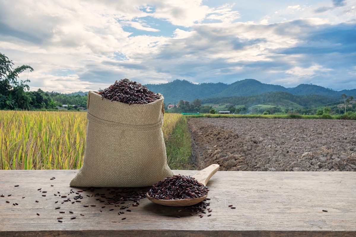 Biomass Briquettes and Pellets Production